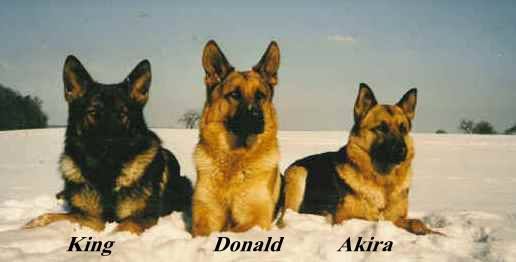 King - Donald - Akira